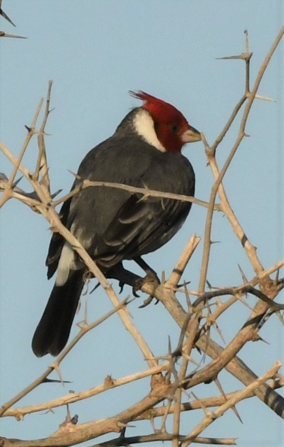 Red-crested Cardinal - ML525973551