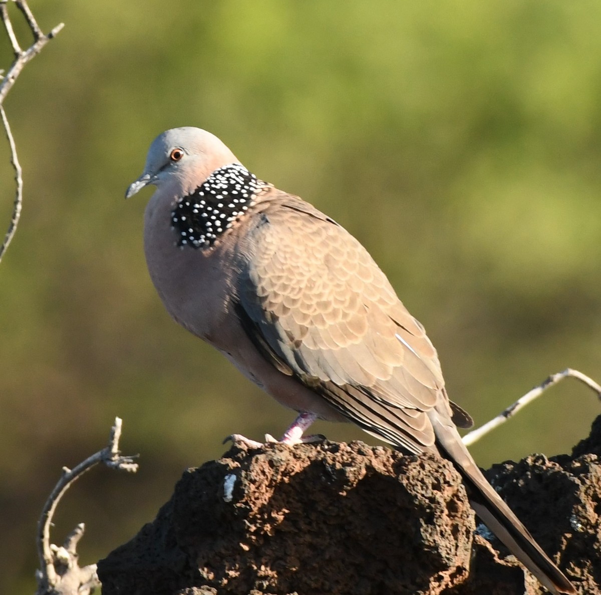 Spotted Dove - ML525973601