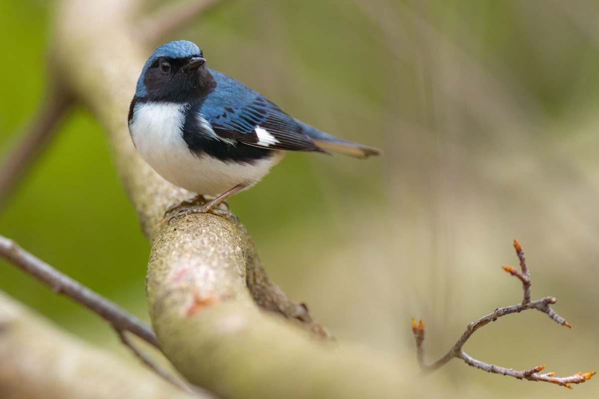 Black-throated Blue Warbler - ML525975431