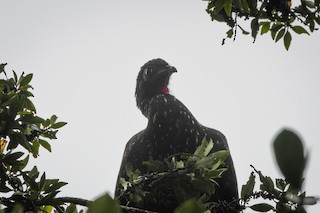 Crested Guan, ML525975521