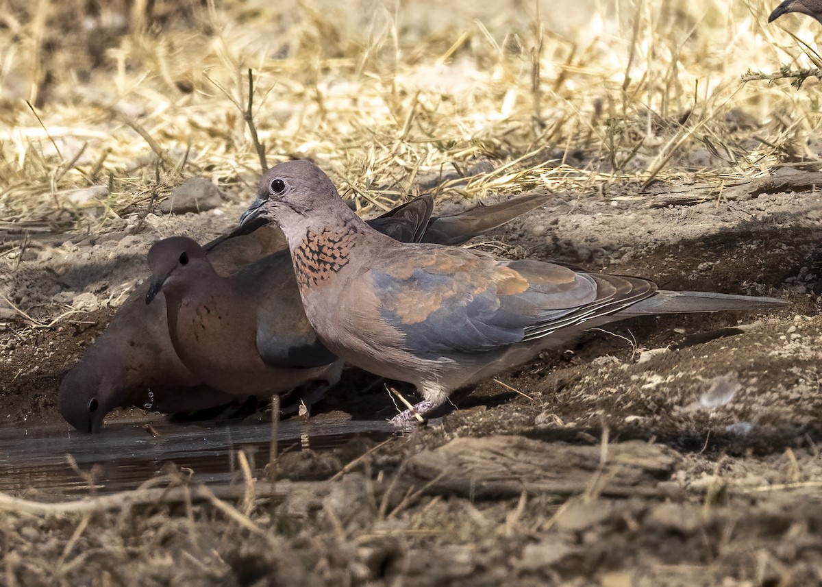 Laughing Dove - ML525975571