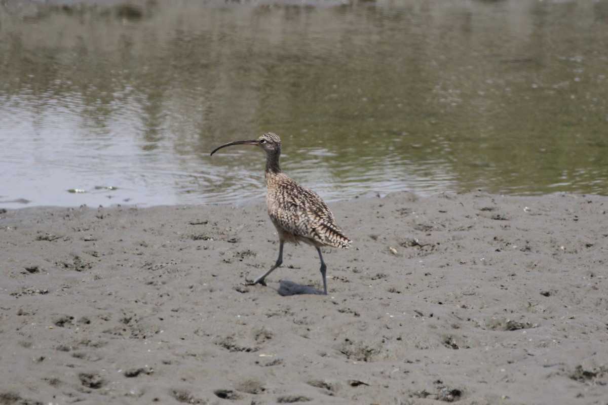 Long-billed Curlew - ML52597871
