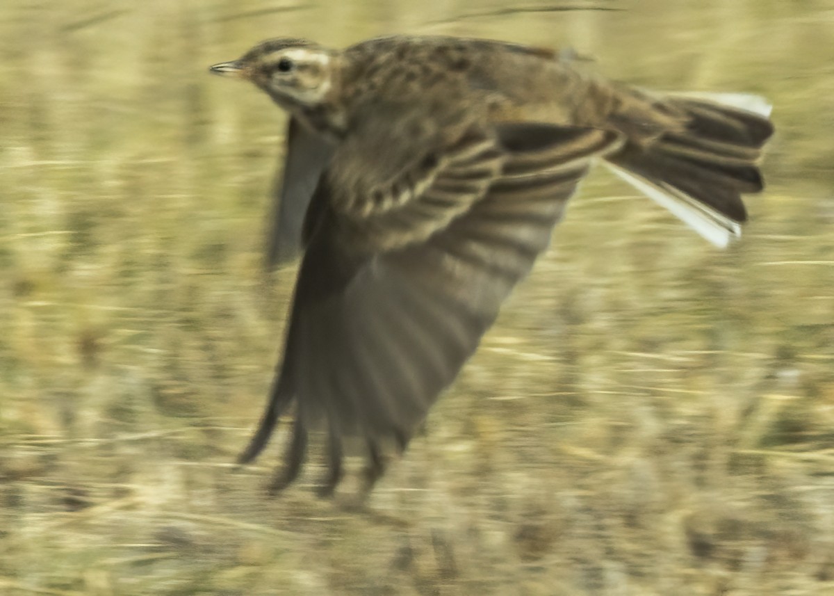 African Pipit - ML525980491
