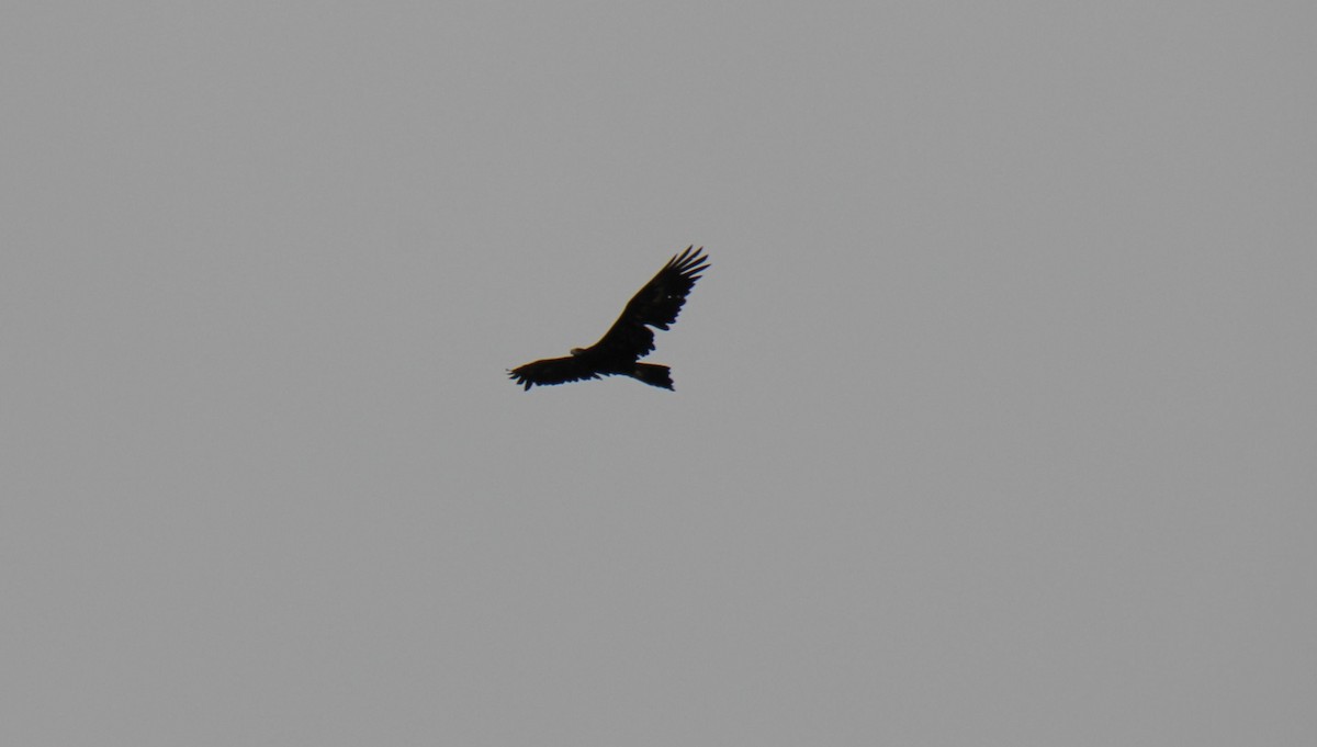 Wedge-tailed Eagle - ML525981551