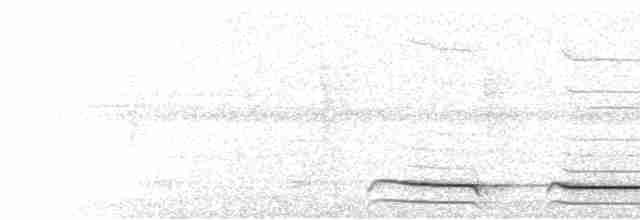  - Slaty-backed Forest-Falcon