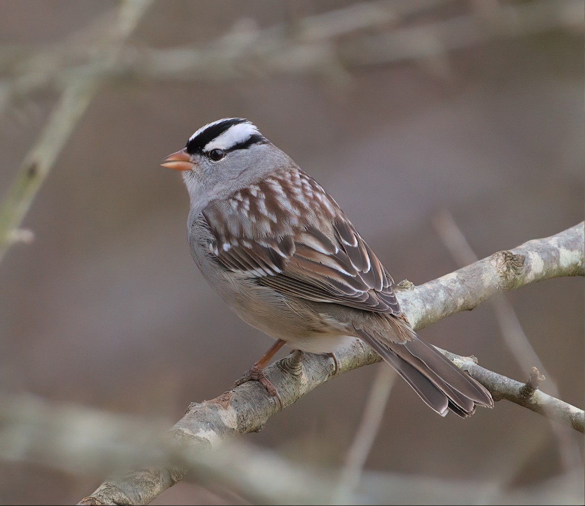 White-crowned Sparrow - ML525982311