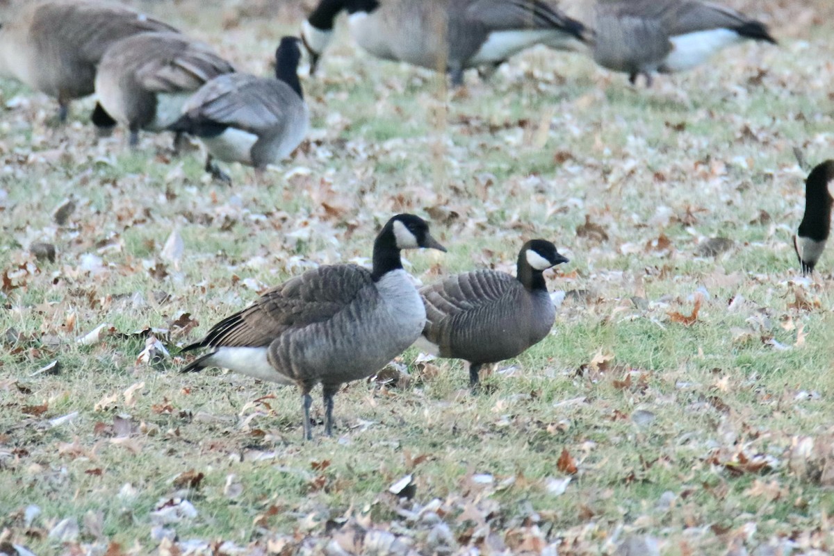 eBird Checklist 14 Jan 2023 5573 N Oakland Ave, Forsyth 2 species