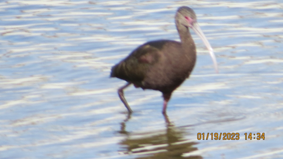 ibis americký - ML525991121