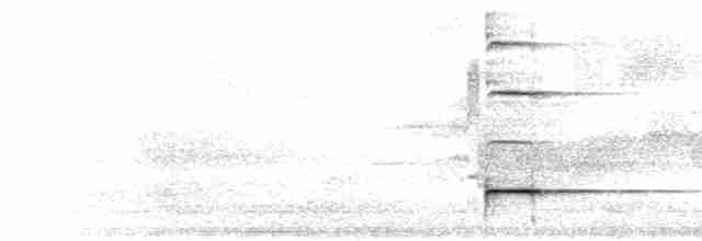  - Black-faced Antthrush (Central American)