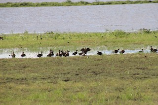 Wandering Whistling-Duck, ML525994761