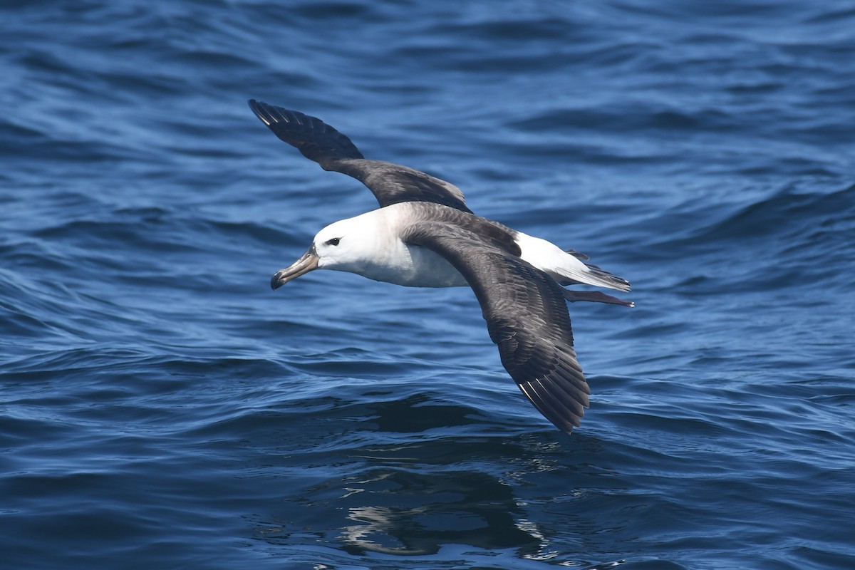 Чернобровый альбатрос - ML525995871