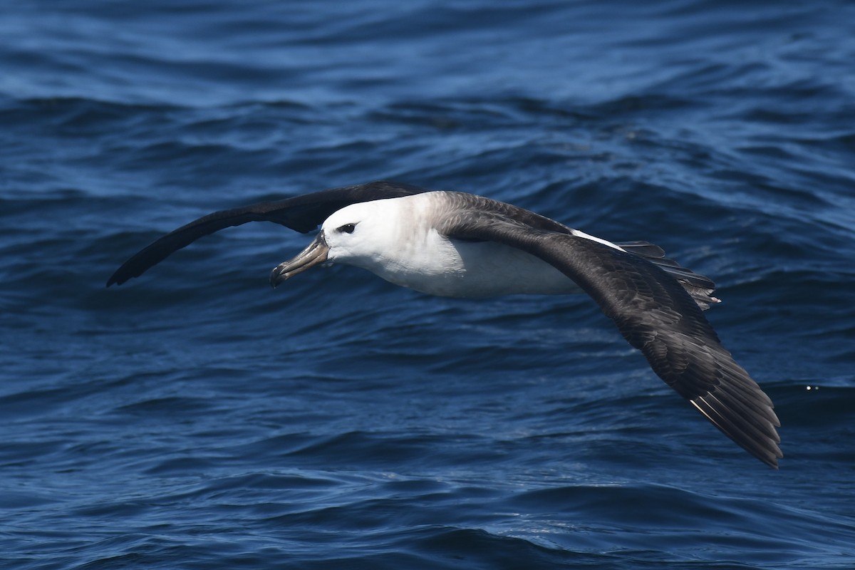 Чернобровый альбатрос - ML525995881