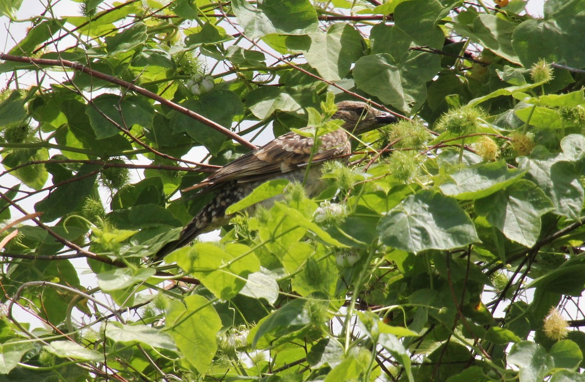 Spotted Bowerbird - ML525996531