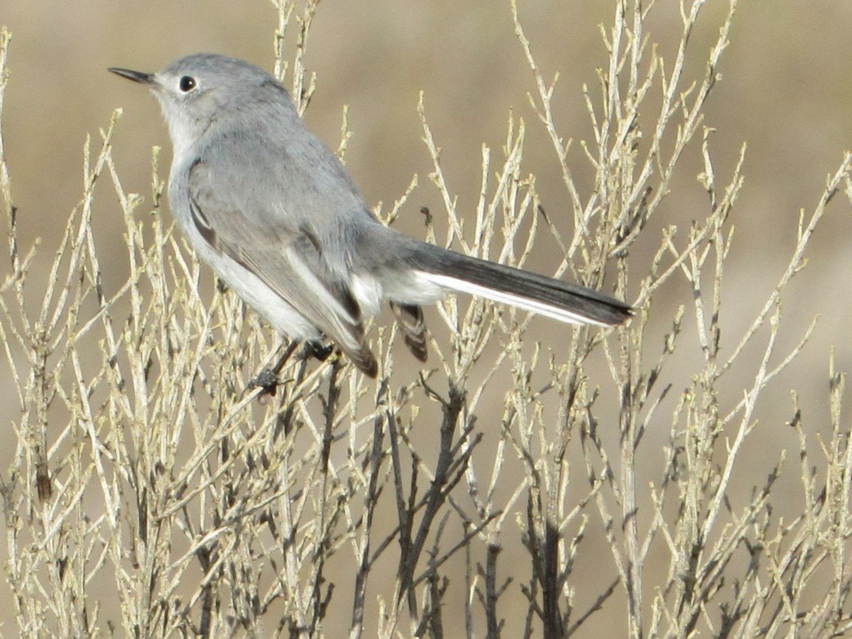Blue-gray Gnatcatcher - crdf bird