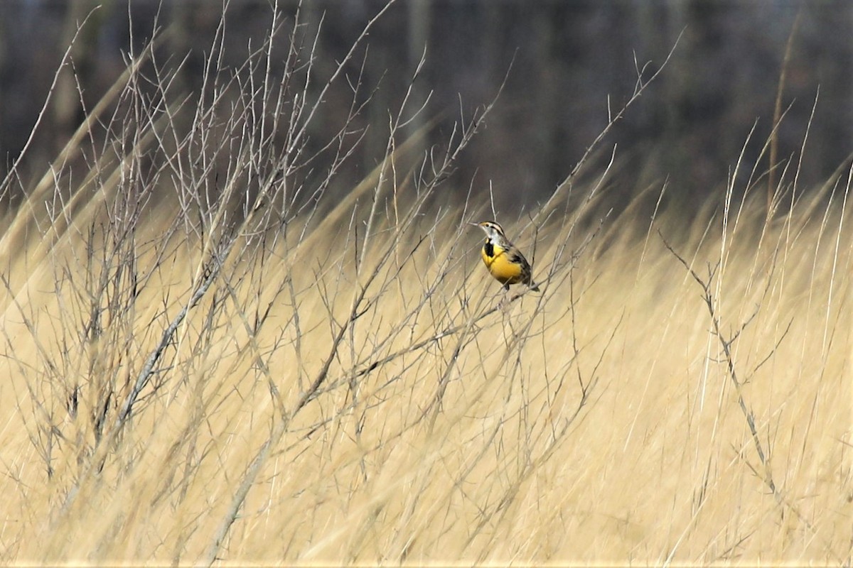 eBird Checklist 19 Jan 2023 Killdeer Plains Wildlife Area (Wyandot