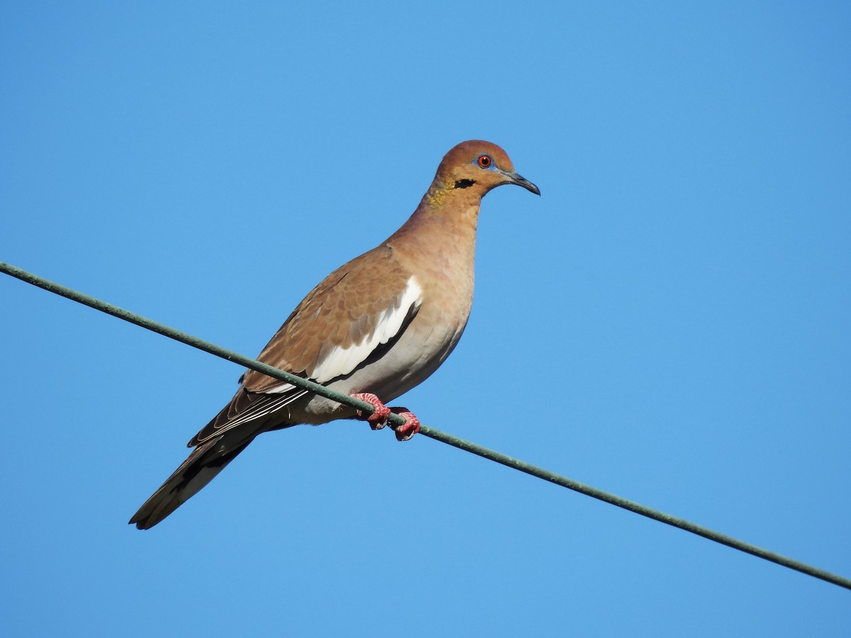 ebird-caribbean-checklist-18-jan-2023-cabo-rojo-salt-flats-8