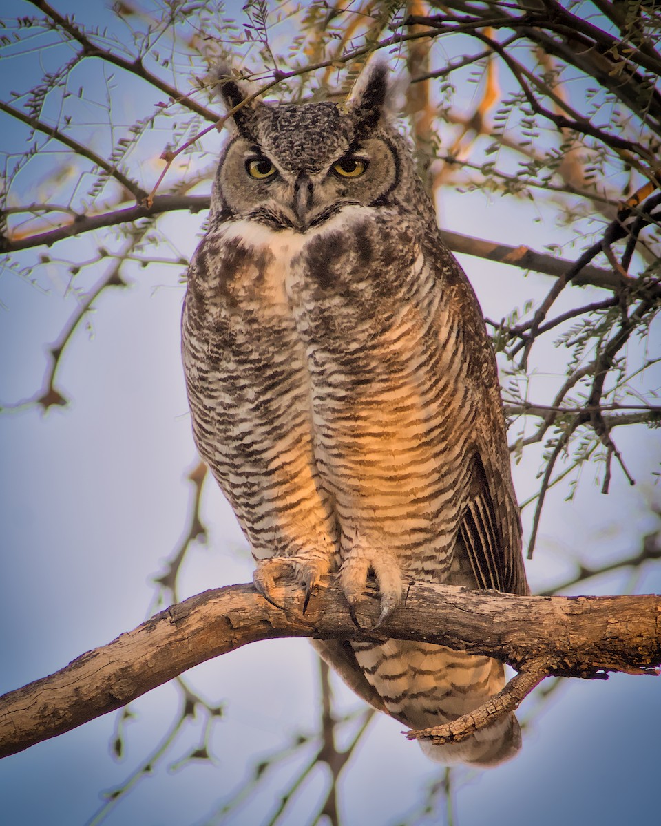 Great Horned Owl - ML526012421