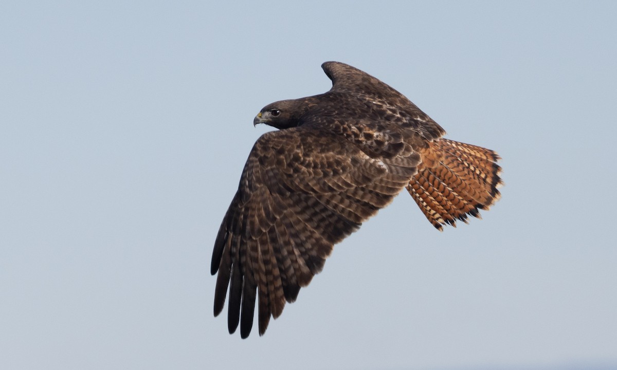 Red-tailed Hawk - ML526014481