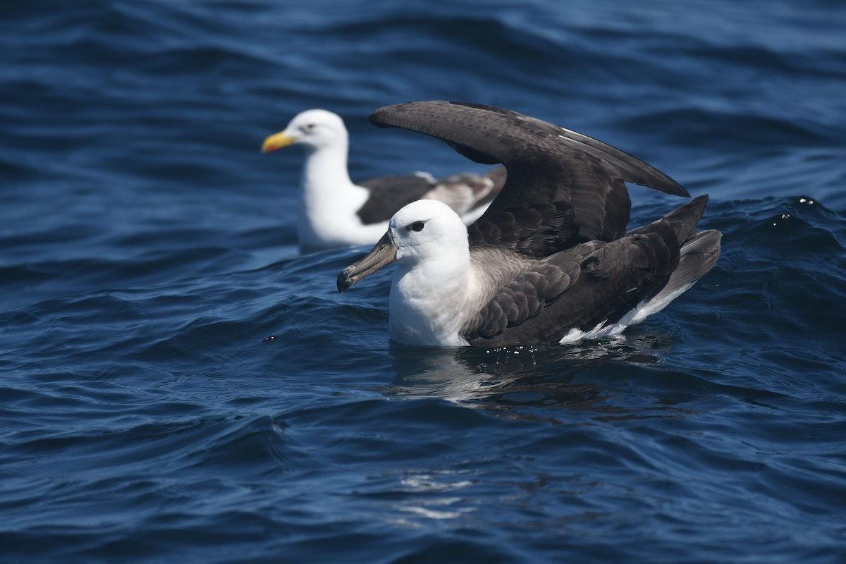 Чернобровый альбатрос - ML526018201