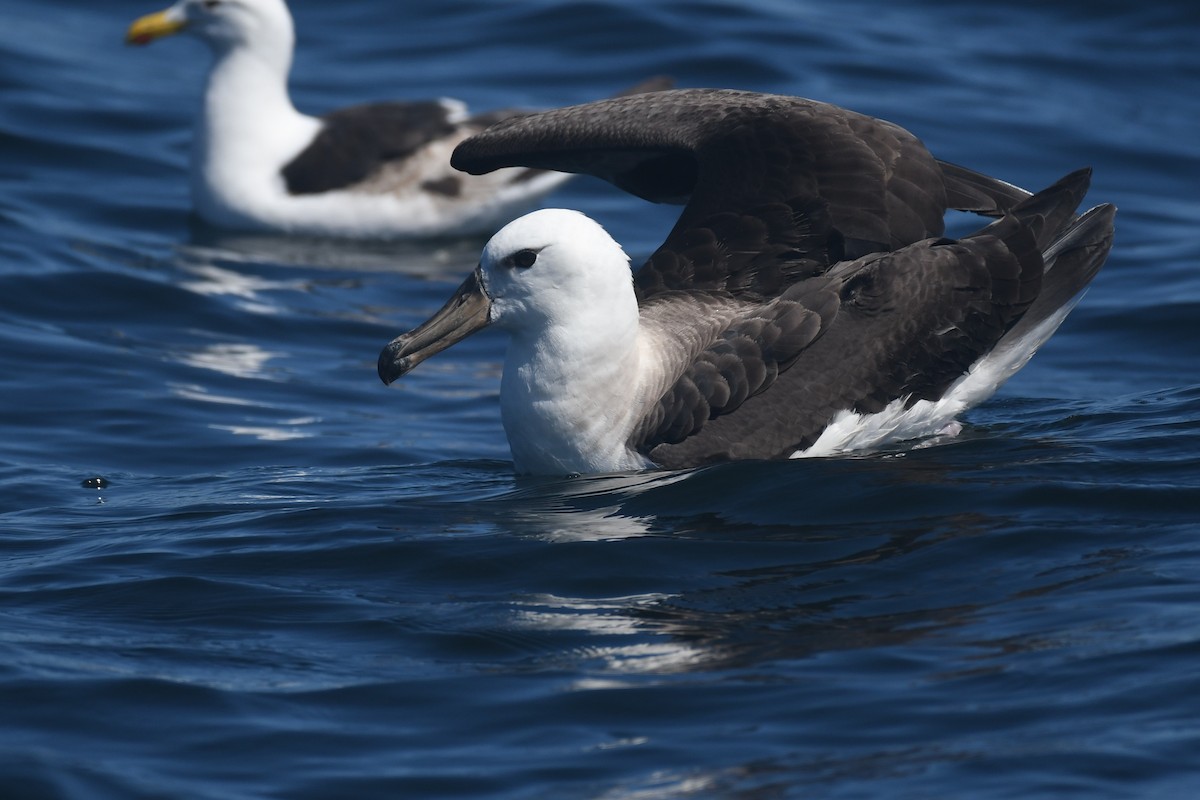 Чернобровый альбатрос - ML526018231
