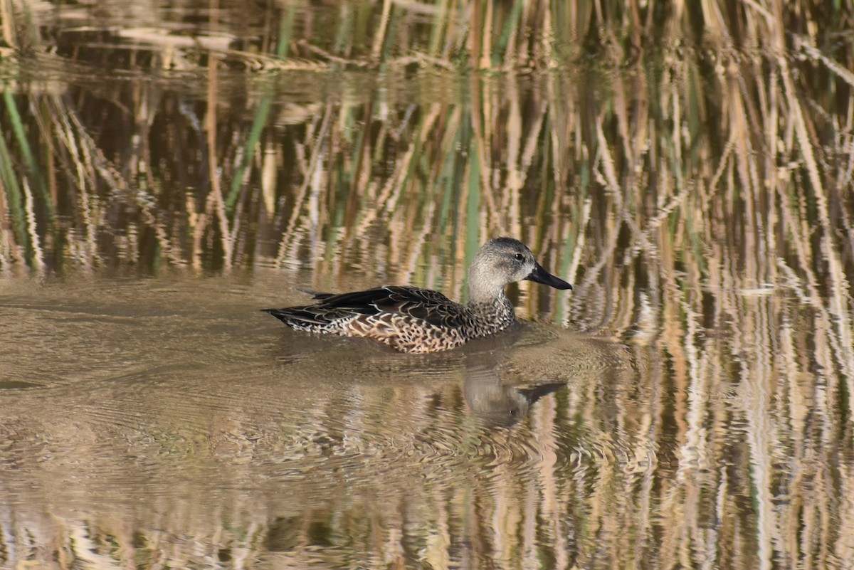 Blue-winged Teal - ML526019231