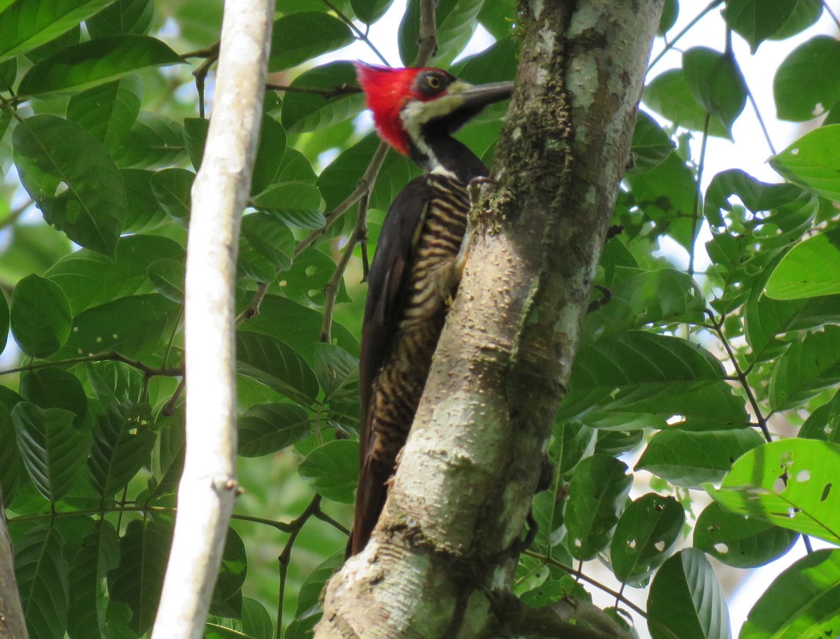 Crimson-crested Woodpecker - Colin Dillingham