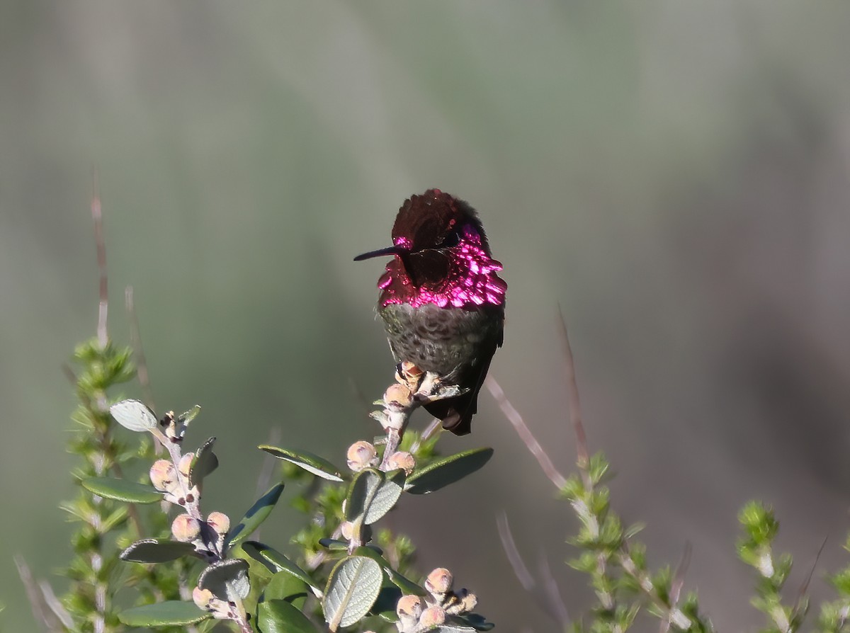 Anna's Hummingbird - ML526021961