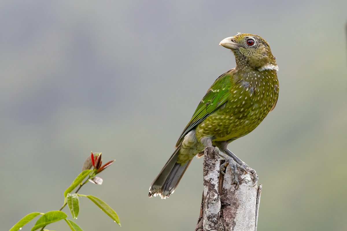Green Catbird - Brian Bird