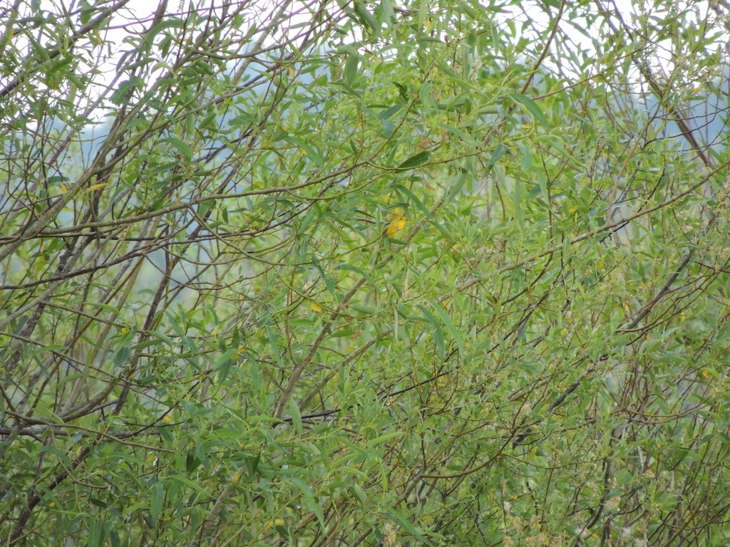Yellow Warbler - ML526027391