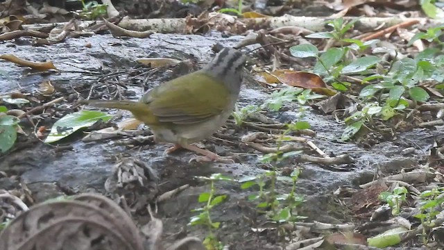 Green-backed Sparrow - ML526028771