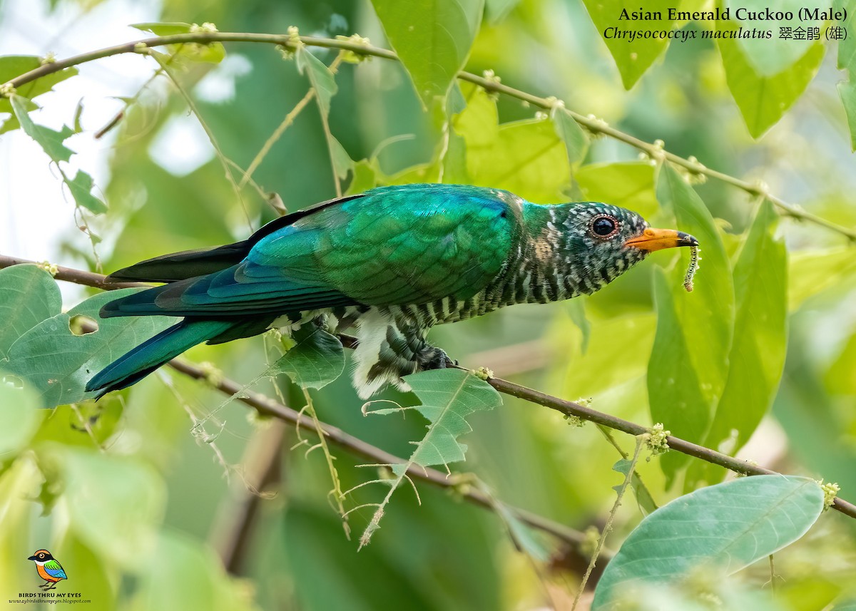 Asian Emerald Cuckoo - ML526033691