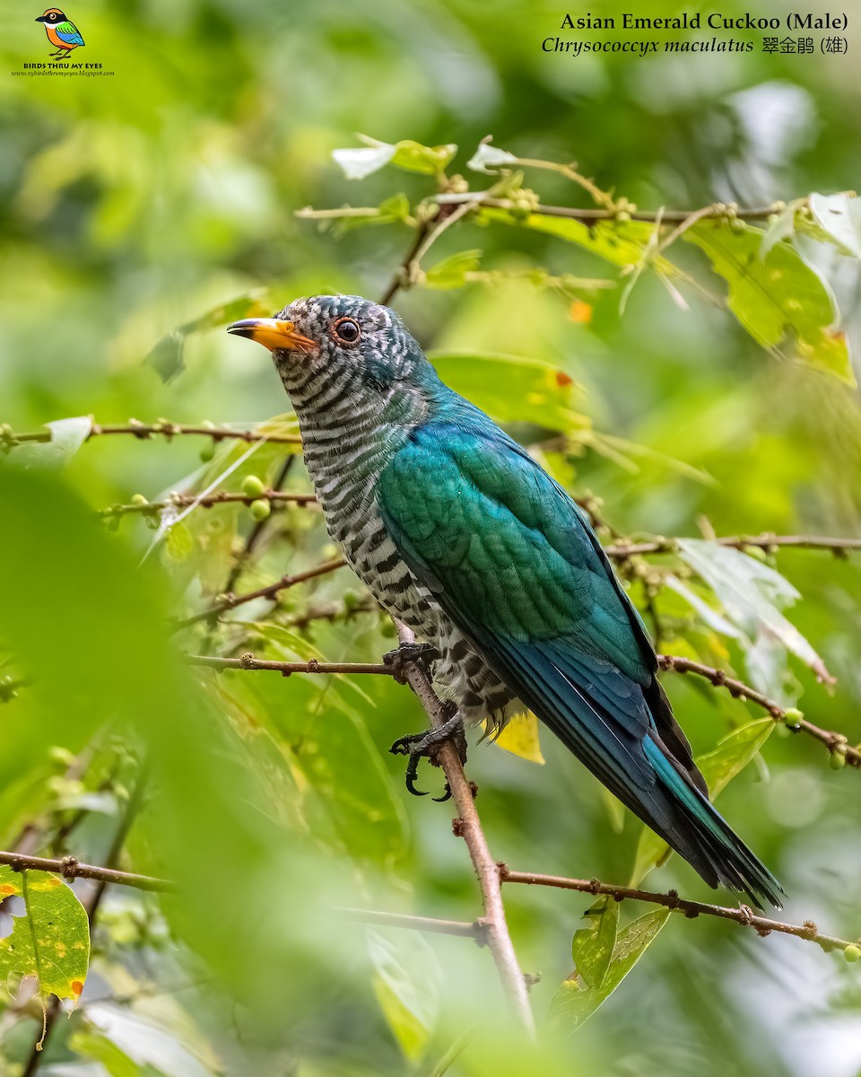 Asian Emerald Cuckoo - ML526033701