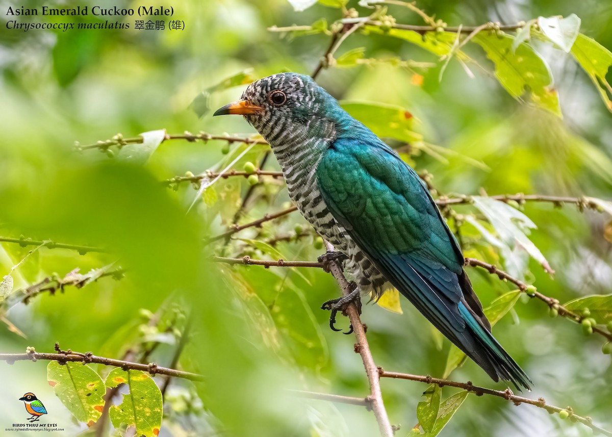 Asian Emerald Cuckoo - ML526033711