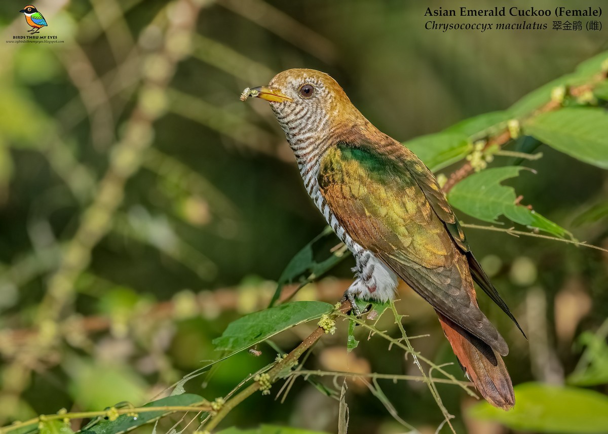 Asian Emerald Cuckoo - ML526033721