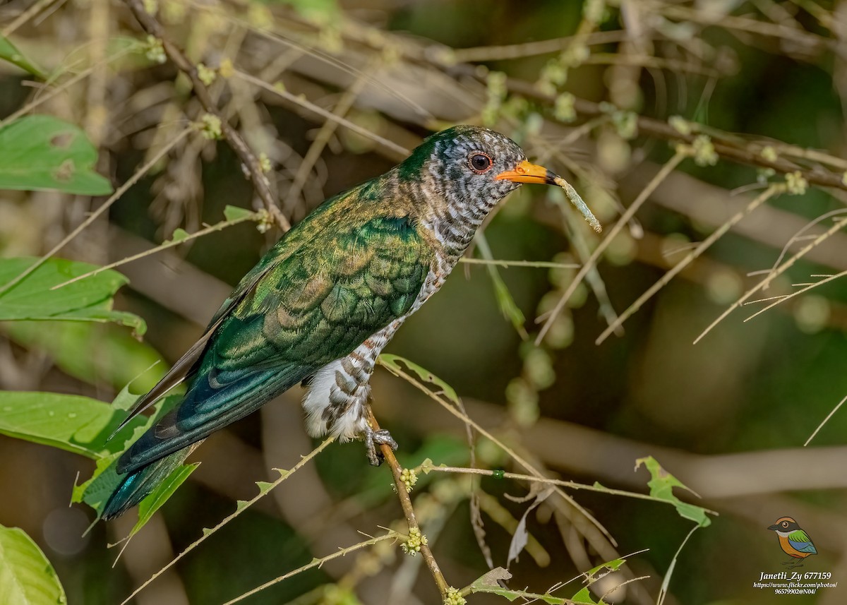 Asian Emerald Cuckoo - ML526033731