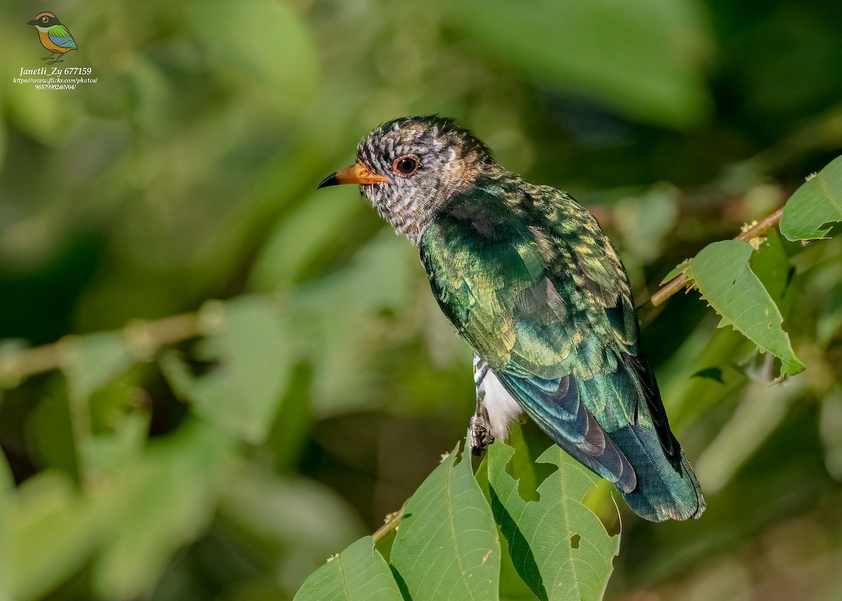 Asian Emerald Cuckoo - Zhong Ying Koay