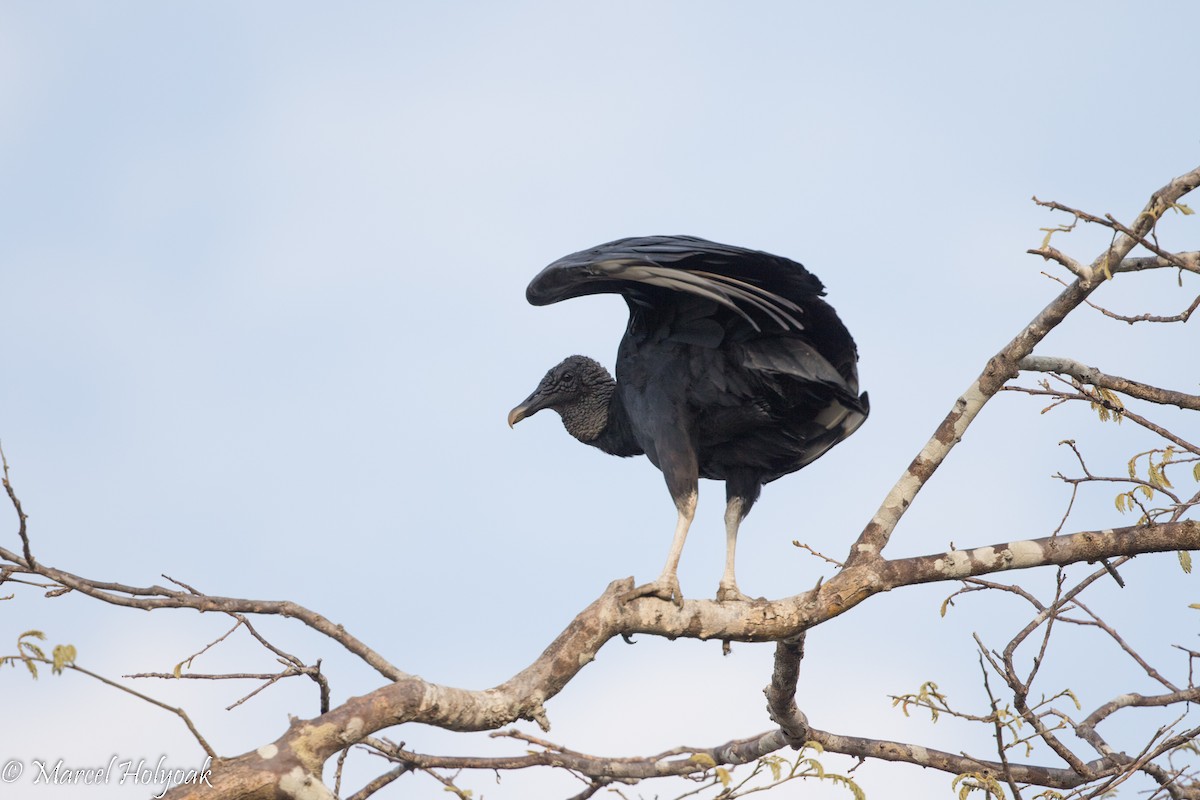 Black Vulture - ML526034211