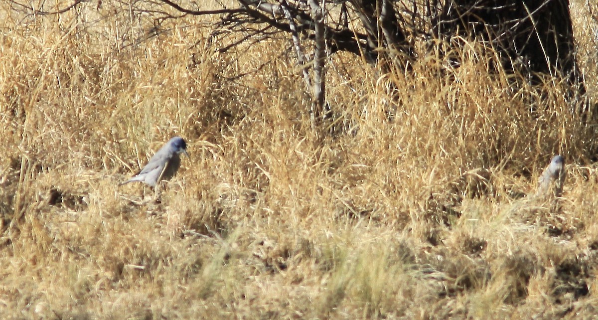 Pinyon Jay - Randy Pinkston