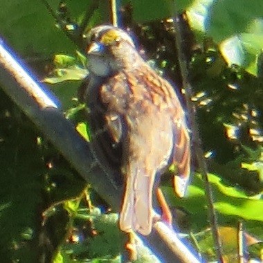 White-throated Sparrow - ML526036041