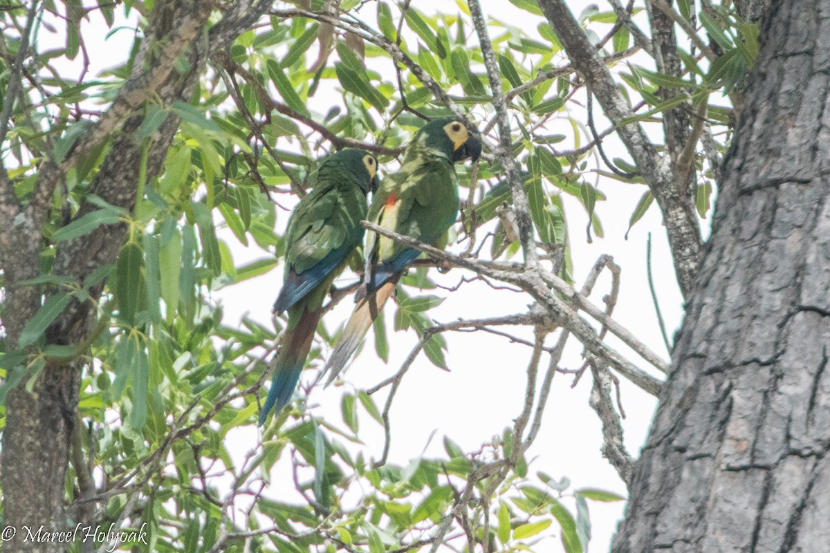 Blue-winged Macaw - ML526036331