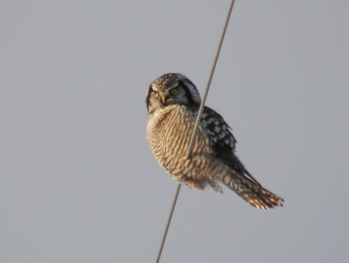 Northern Hawk Owl - ML526038771