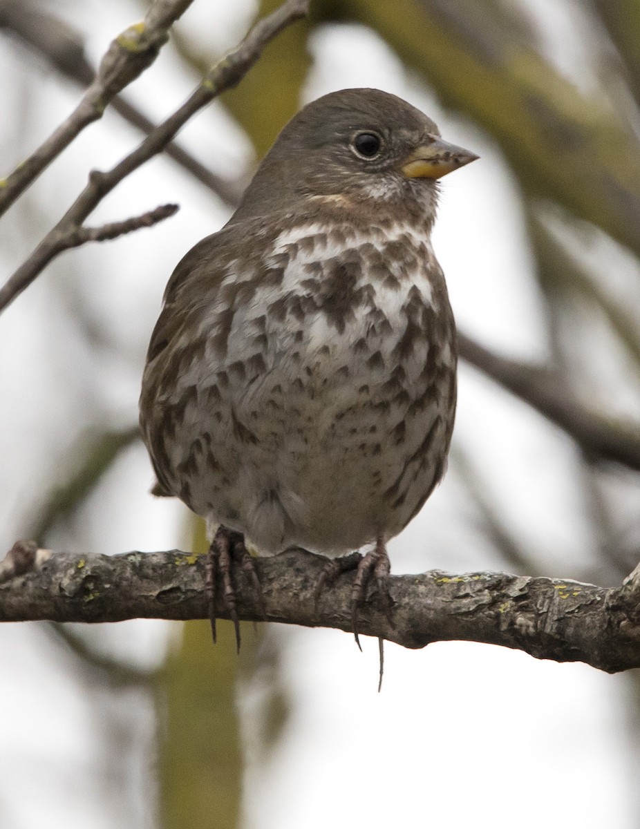 Fox Sparrow (Sooty) - ML526040871