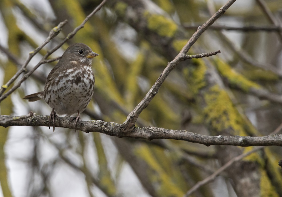 Fox Sparrow (Sooty) - ML526040891