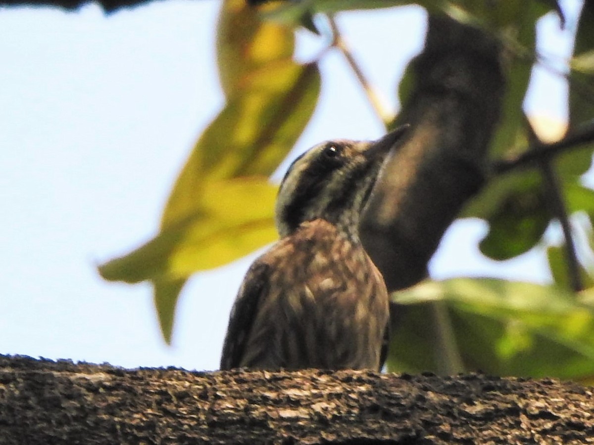 Sunda Pygmy Woodpecker - ML526045221
