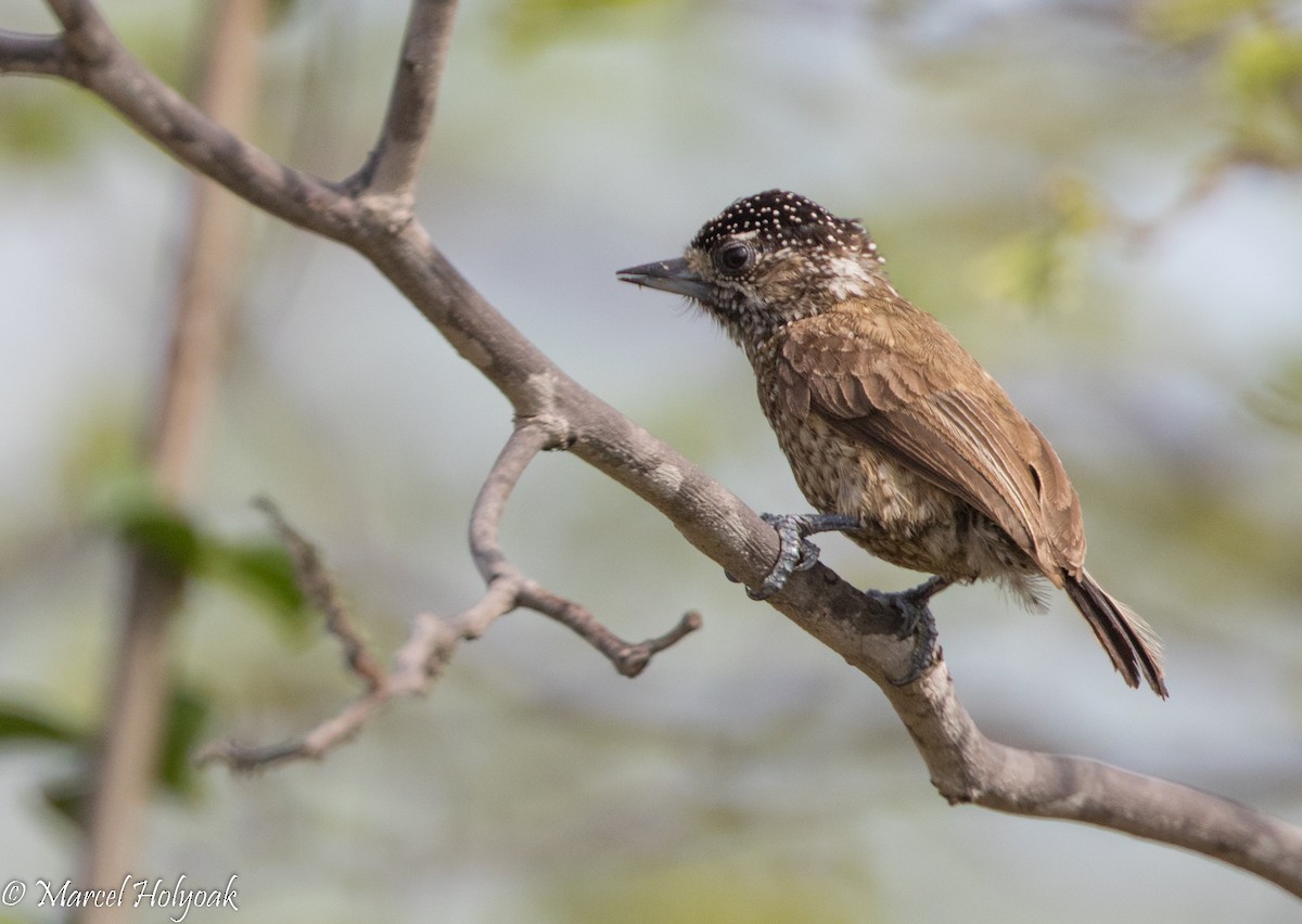Spotted Piculet - ML526045791