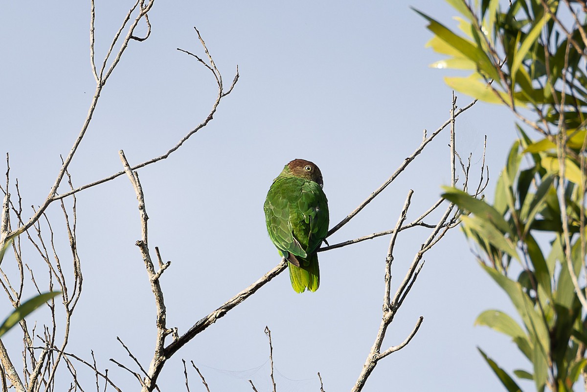 Red-cheeked Parrot - ML526047951