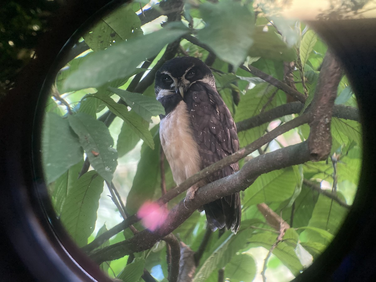 Spectacled Owl - ML526048971