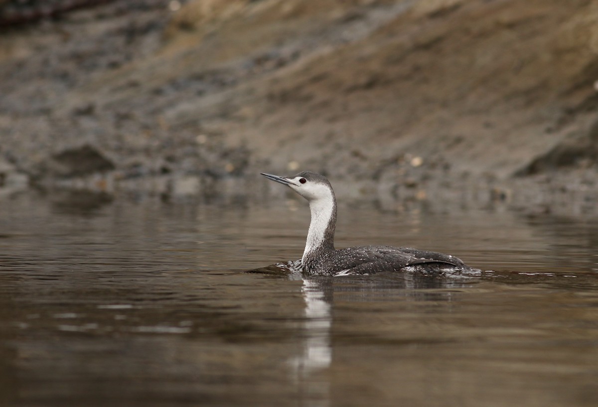 Red-throated Loon - Nathan Dubrow