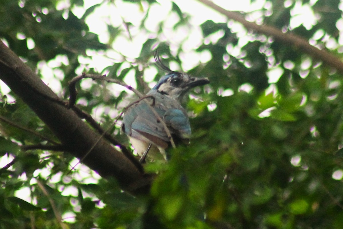 White-throated Magpie-Jay - ML526051041