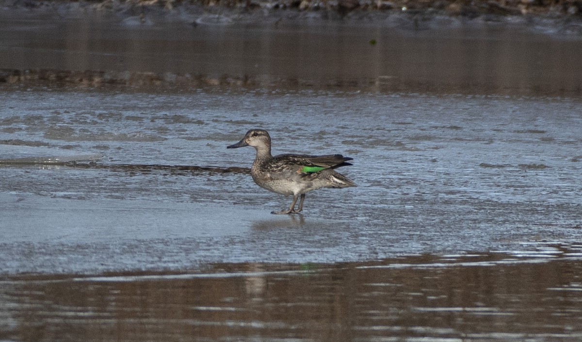 Green-winged Teal - ML526051391